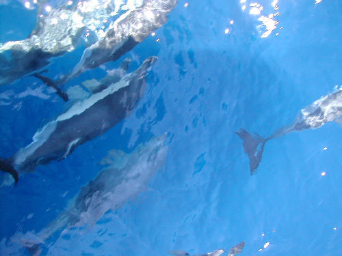 Mentre eravamo diretti dall'isola di skiatos a quella di alonissos un gruppo di delfini ci ha accompagnati... erano davanti alla prua della barca e giocavano facendosi spingere... uno spettacolo unico.Sono rimasti con noi circa 15 minuti.